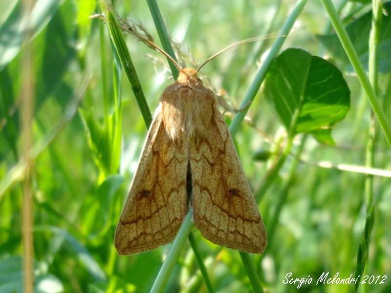 Identificazione - Mythimna (Mythimna) vitellina